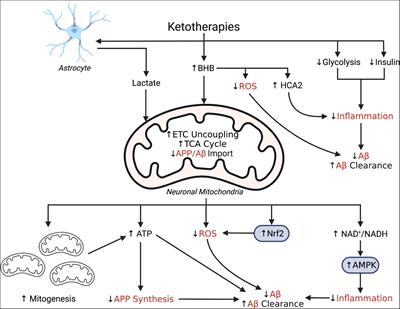 Potential for Ketotherapies as Amyloid-Regulating Treatment in Individuals at Risk for Alzheimer’s Disease